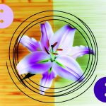 Il Lilla Del Feng Shui energizzante e protettivo, scopri il tuo colore per la casa e l'ufficio